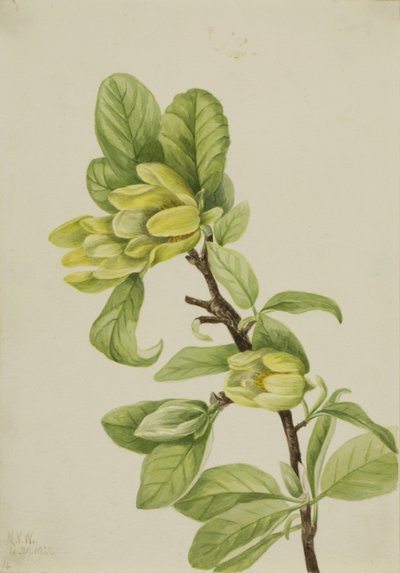 Magnolia żółta (Magnolia cordata) autorstwa Mary Vaux Walcott