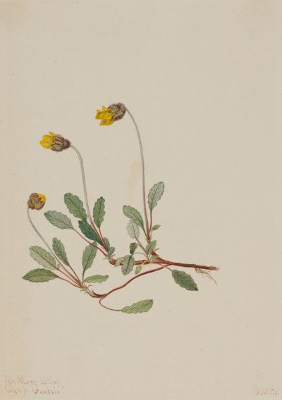 Dryada żółta (Dryas drummondii) autorstwa Mary Vaux Walcott