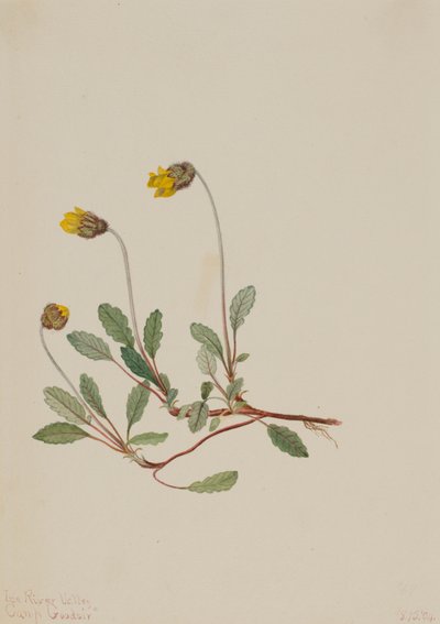 Żółta driada Dryas drummondii, 1904. autorstwa Mary Vaux Walcott