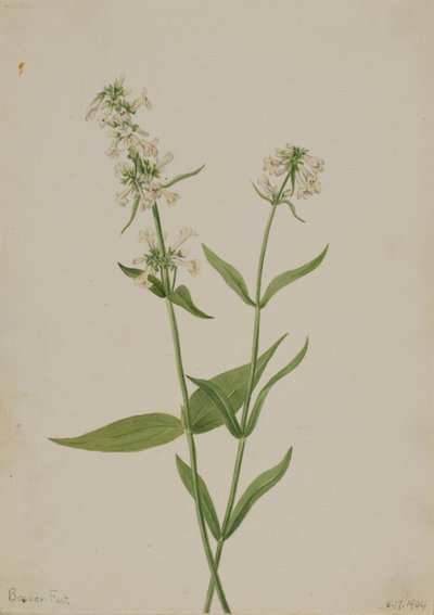 Pentstemon żółty (Pentstemon confertus) autorstwa Mary Vaux Walcott