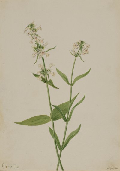 Żółty Penstemon Penstemon confittus, 1904. autorstwa Mary Vaux Walcott