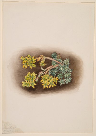 Rozchodnik żółty (Sedum stenopetalum) autorstwa Mary Vaux Walcott