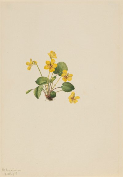 Żółto-fioletowa altówka orbiculata, 1916. autorstwa Mary Vaux Walcott