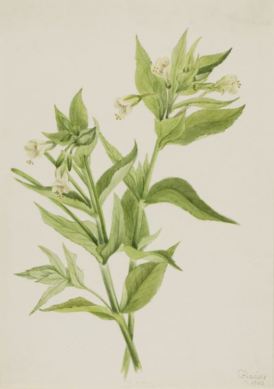 Wierzbownica żółta (Epilobium lutem) autorstwa Mary Vaux Walcott