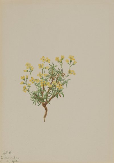 Trawa wierzbowa żółta, 1922. autorstwa Mary Vaux Walcott