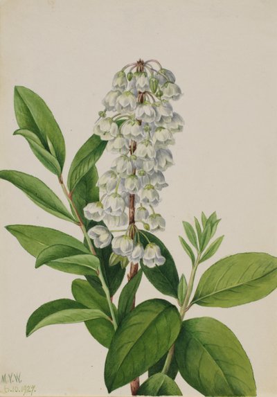 Zenobia (Zenobia cassinifolia) autorstwa Mary Vaux Walcott