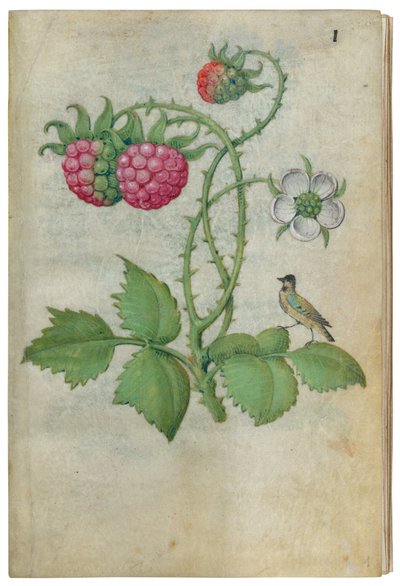Księga Studiów Kwiatowych, ca. 1510-1515. autorstwa Master of Claude de France