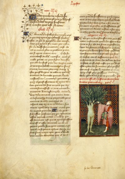 Harley 4431 , f.134v Apollo i Daphne, z „Dzieła zebrane Christine de Pisan” autorstwa Master of the Cité des Dames