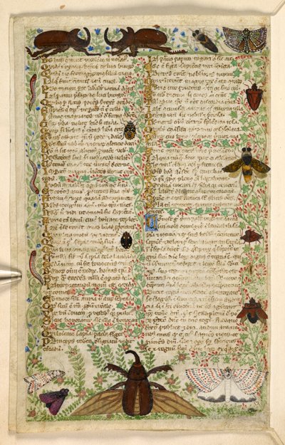 Dodać. 28841, f.4v: ćmy i rogate chrząszcze, z traktatu o cnotach i wadach oraz anonimowa historia prozy Sycylii (fragment), ok. 1330-40 (welum) autorstwa Master of the Cocharelli Codex