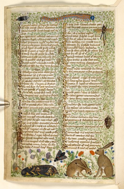 Dodać. 28841, f.6v: Króliki i owady, w tym gąsienica, ważka i ćma, z traktatu o cnotach i wadach oraz anonimowa historia prozy Sycylii (fragment), ok. 1330-40 (welum) autorstwa Master of the Cocharelli Codex