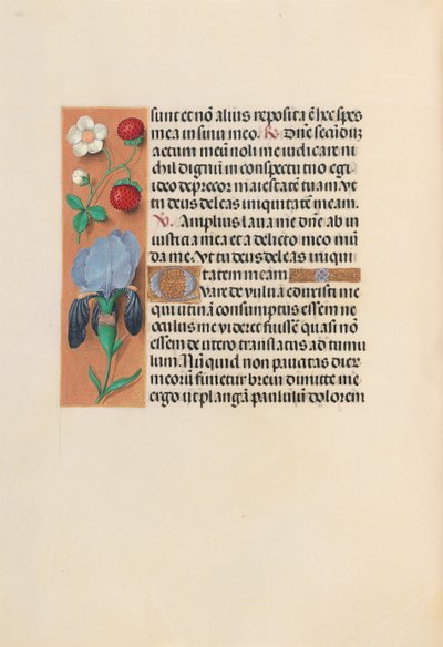 Godziny królowej Izabeli Katolickiej, królowej Hiszpanii: Fol. 245v, ok. 1500. autorstwa Master of the First Prayerbook of Maximillian