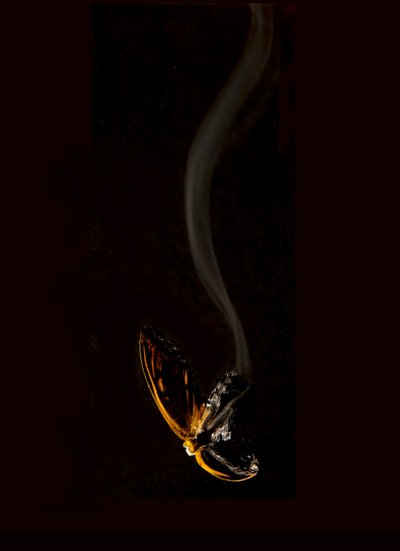 Płonący motyl 15, 2013 (druk Lambda) autorstwa Mat Collishaw