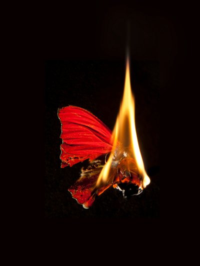 Burning Butterfly 18, 2013 (druk Lambda) autorstwa Mat Collishaw