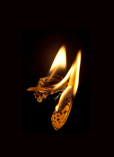 Burning Butterfly 20, 2013 (druk Lambda) autorstwa Mat Collishaw