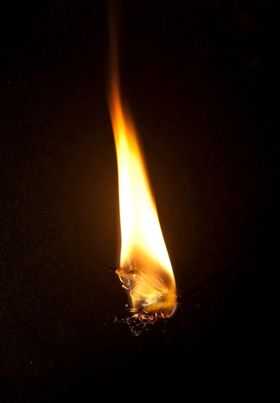 Burning Butterfly 3, 2013 (druk Lambda) autorstwa Mat Collishaw
