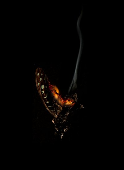 Burning Butterfly 5, 2013 (druk Lambda) autorstwa Mat Collishaw