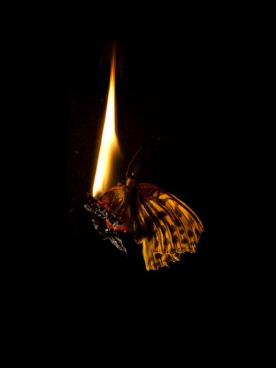 Burning Butterfly 6, 2013 (druk Lambda) autorstwa Mat Collishaw