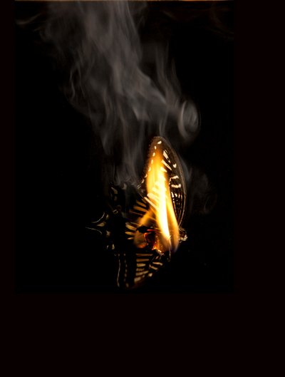 Burning Butterfly 9, 2013 (druk Lambda) autorstwa Mat Collishaw