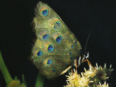 Motyle i kwiaty, 2004 (przezroczystość Dura i lightbox) autorstwa Mat Collishaw
