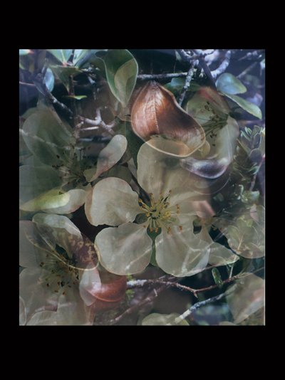 Flesheaters 5 autorstwa Mat Collishaw