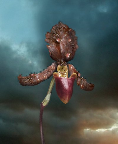 Zakaźne kwiaty, Orchidea 2, 2005 (odbitka typu C) autorstwa Mat Collishaw
