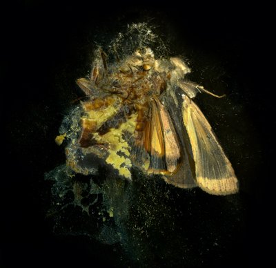 Insecticide 12, 2006 (zdjęcie typu C) autorstwa Mat Collishaw