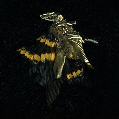 Insecticide 17, 2009 (zdjęcie typu C) autorstwa Mat Collishaw