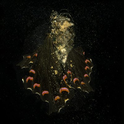 Insecticide 28, 2011 (zdjęcie typu C) autorstwa Mat Collishaw