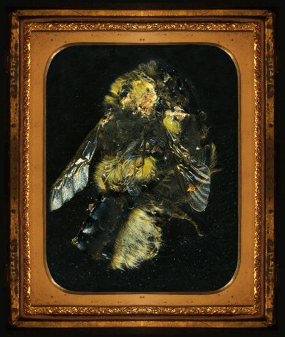 Insecticide 2, 2006 (zdjęcie typu C) autorstwa Mat Collishaw