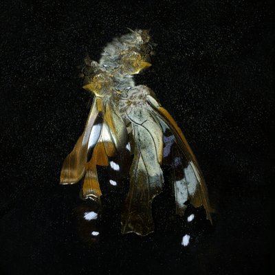 Insecticide 38, 2011 (zdjęcie typu C) autorstwa Mat Collishaw