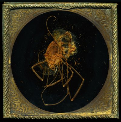 Insecticide 5, 2006 (zdjęcie typu C) autorstwa Mat Collishaw