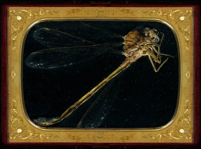 Insecticide 7, 2006 (zdjęcie typu C) autorstwa Mat Collishaw