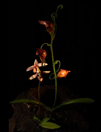 Venal Muse, Lafage, 2012 (żywica, emalia, drewno, szkło, stal) autorstwa Mat Collishaw