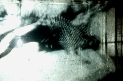 Wormery, 2009 (drewno, szkło, stal, projektor i odtwarzacz) autorstwa Mat Collishaw