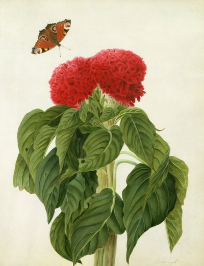 Celosia Argentea Cristata i motyl (wc i gwasz na ołówku na papierze welinowym) autorstwa Matilda Conyers