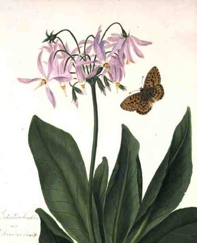 Dodecatheon Meadia and Butterfly (akwarela i gwasz na ołówku na welinie) autorstwa Matilda Conyers