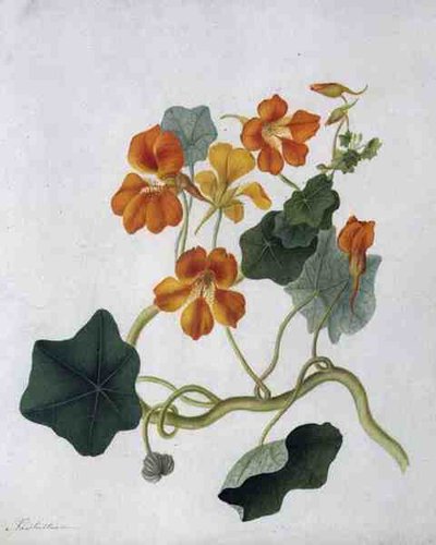 Tropaeolum (akwarela i gwasz na ołówku na welinie) autorstwa Matilda Conyers