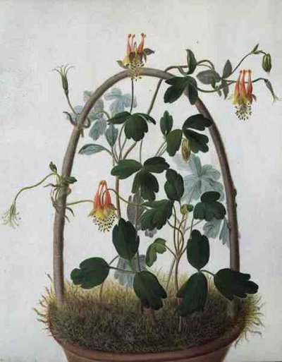 Tropaeolum Tuberosum (akwarela i gwasz na ołówku na welinie) autorstwa Matilda Conyers