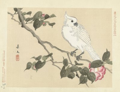 Kakadu biała na gałęzi kamelii (Witte kaketoe op cameliatak). 1892 autorstwa Matsumura Keibun