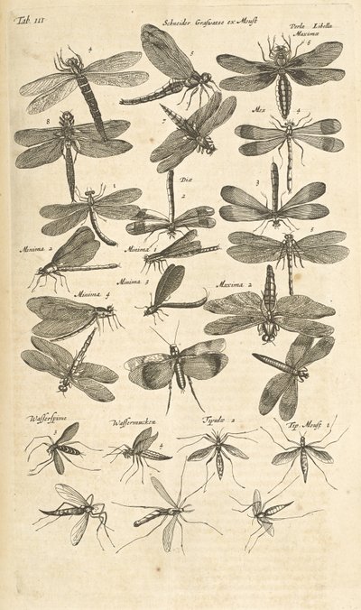 Tab III, Ważki, Ilustracja z „Historii naturalnej czworonogów” autorstwa Mattaus the Younger Merian