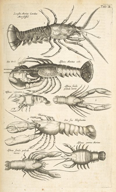 Tab II, Homary, Ilustracja z „Naturalnej historii czworonogów” autorstwa Mattaus the Younger Merian