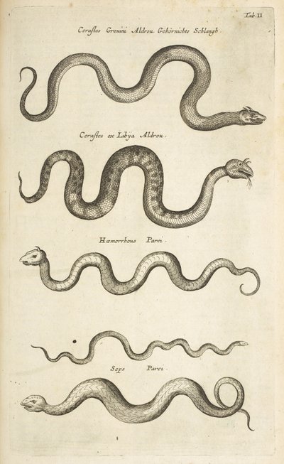 Tab II, Węże, Ilustracja z „Historii naturalnej czworonogów” autorstwa Mattaus the Younger Merian