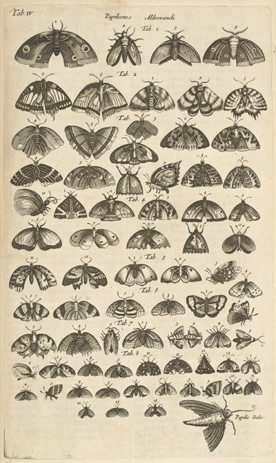 Patka. IV, Motyle i ćmy, ilustracja z „Naturalnej historii czworonogów” autorstwa Mattaus the Younger Merian