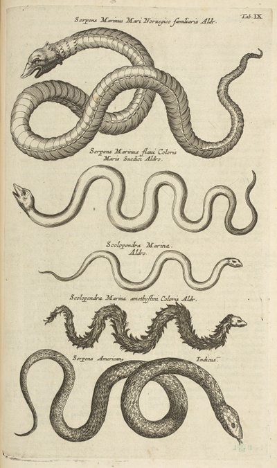 Tab IX, Węże morskie, Ilustracja z „Historii naturalnej czworonogów” autorstwa Mattaus the Younger Merian