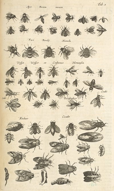 Tab. I, Pszczoły i osy, ilustracja z „Historii naturalnej czworonogów” autorstwa Mattaus the Younger Merian