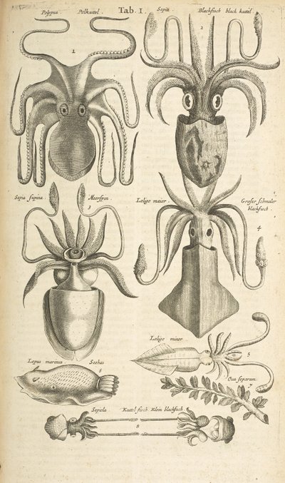 Tab I, Octopus, Illustration from from 