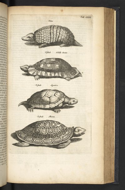 Zakładka 80, Żółwie, Ilustracja z „Naturalnej historii czworonogów” autorstwa Mattaus the Younger Merian