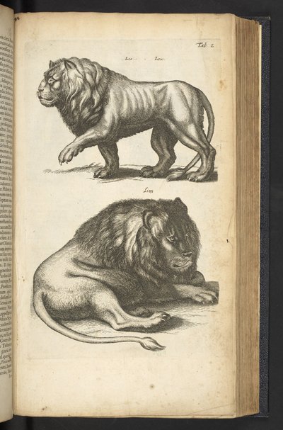 Tab L, Lwy, ilustracja z „Historii naturalnej czworonogów” autorstwa Mattaus the Younger Merian