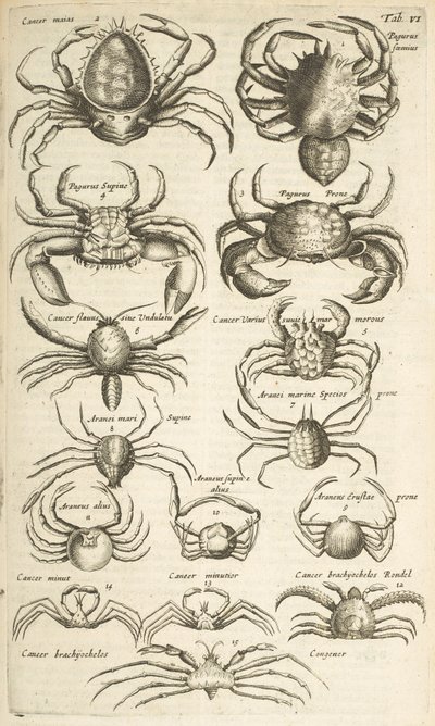 Tab VI, Kraby, Ilustracja z autorstwa Mattaus the Younger Merian