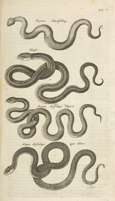 Zakładka V, Węże, Ilustracja z „Historii naturalnej czworonogów” autorstwa Mattaus the Younger Merian